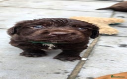 Cocker Spaniel dogs for sale: Ready now🐶X1 boy left🐶working cocker spaniel - Image 33