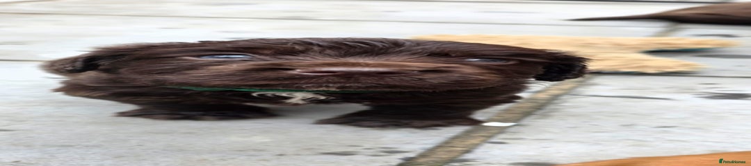 Cocker Spaniel Puppy 1 green