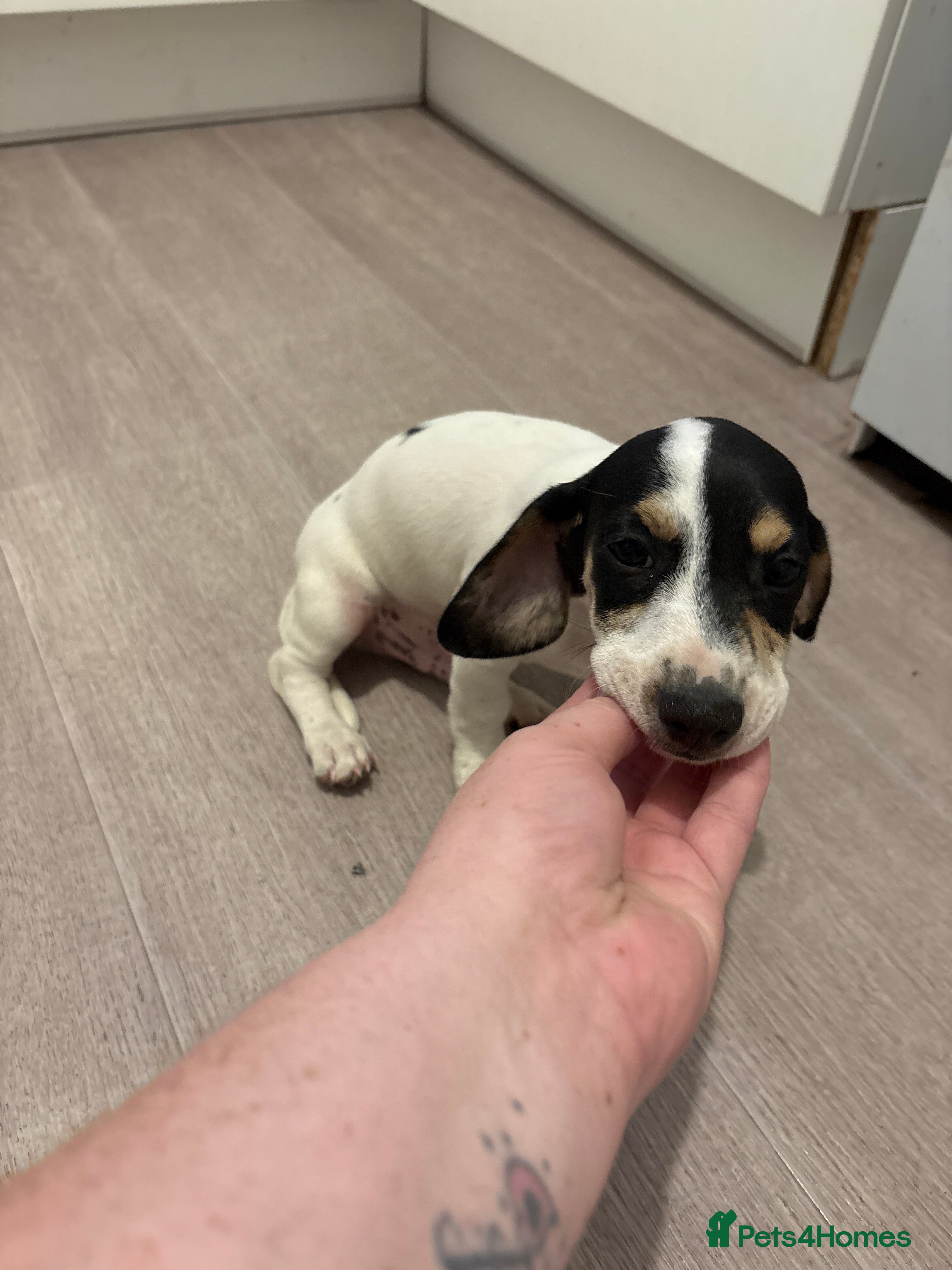 Jackshund dogs Jackshund Last Male for Sale  - Advert 2