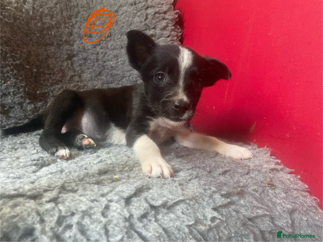 Border Collie dogs for sale: Border collies  - Image 7