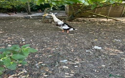 Ducks poultry for sale: Male duck - Image 2