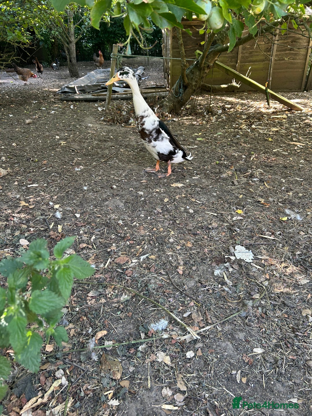 Ducks poultry for sale: Male duck - Image 2