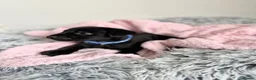 Patterdale Terrier dogs for sale: Patterdale puppies  - Advert 22