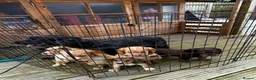 Cocker Spaniel dogs for sale: Ready now cocker spaniel  - Advert 8