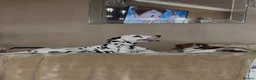 Dalmatian dogs for sale: Stunning Dalmatian boy - Advert 1