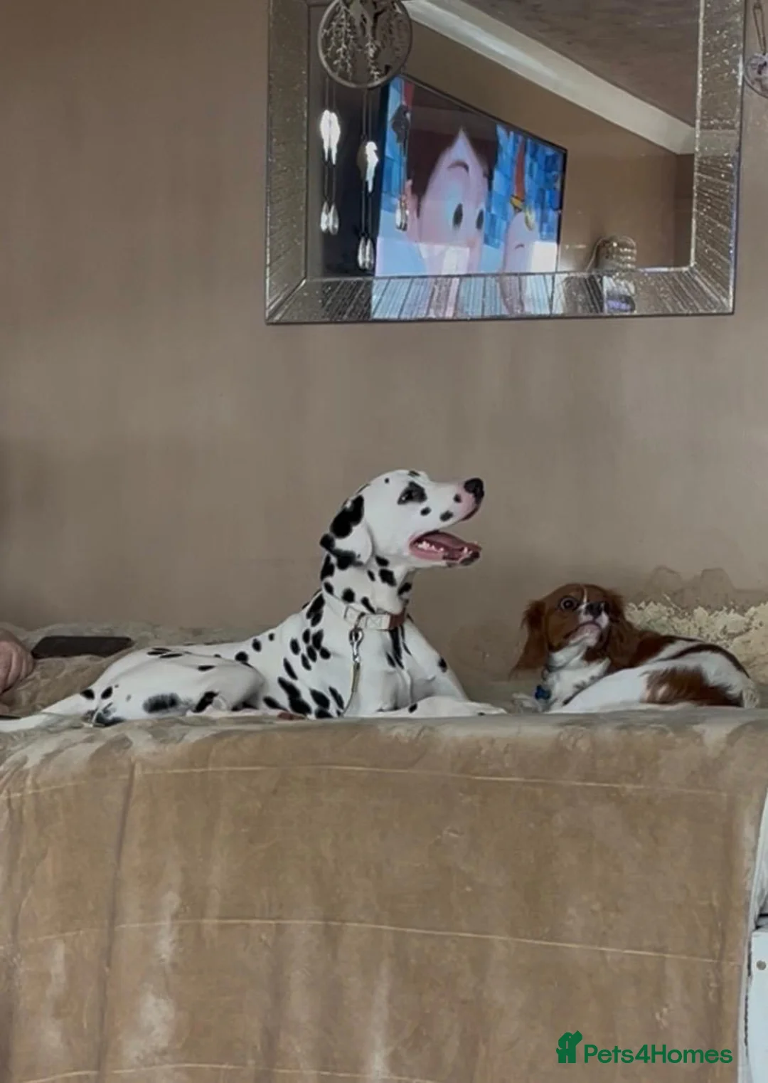 Dalmatian dogs for sale: Stunning Dalmatian boy - Advert 1