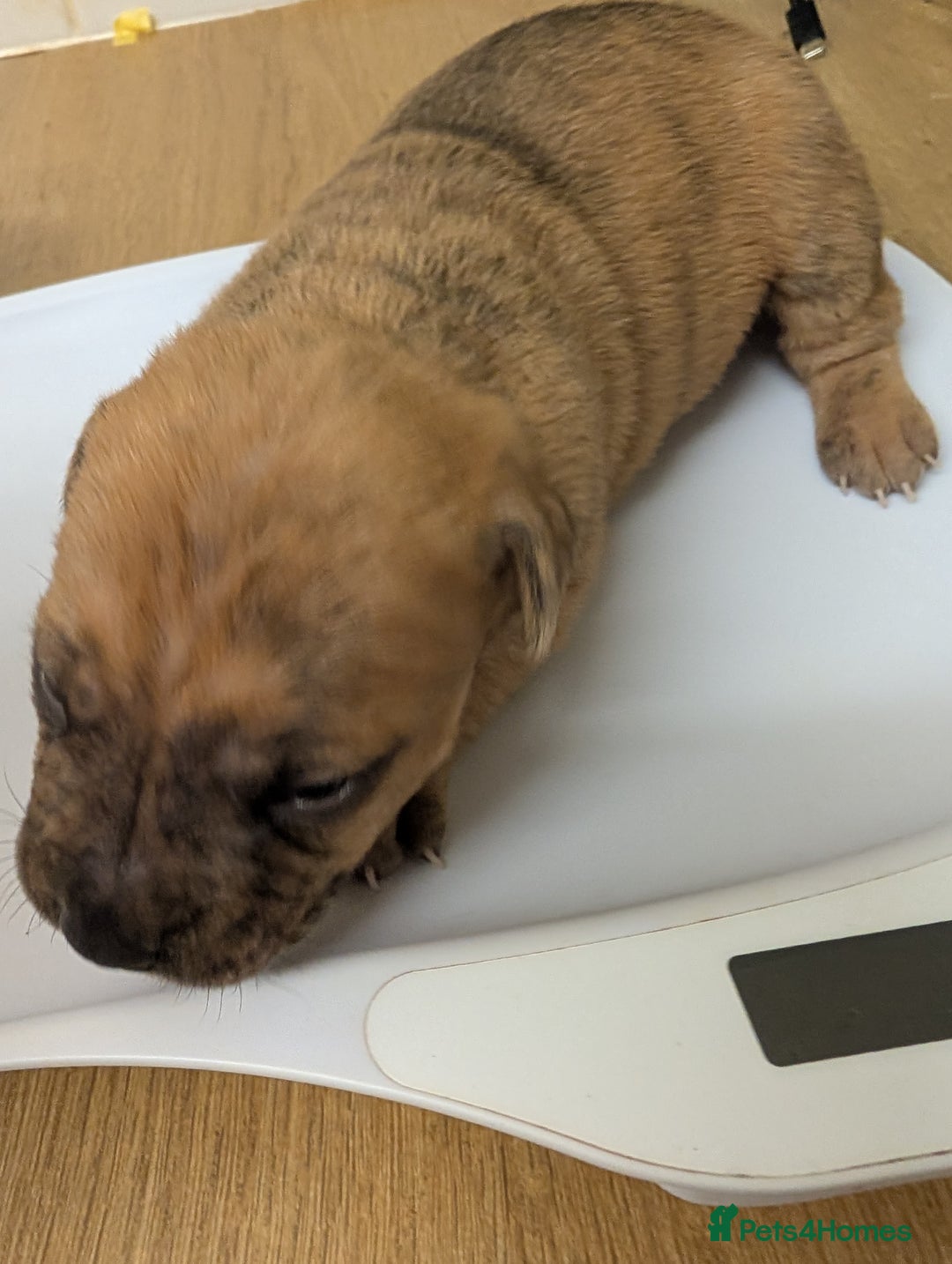 Mixed Breed dogs for sale:  cane corso cross Shar pei  - Image 6