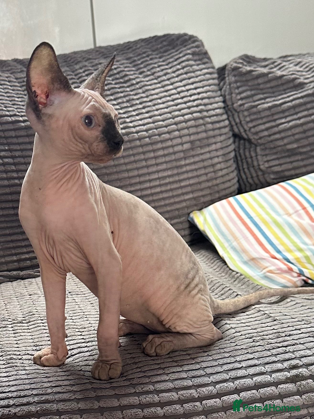 Sphynx cats sphynx kittens/bambino Ready Now ! - Advert 16