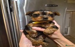 Yorkshire Terrier dogs for sale: 💝Beautiful Miniature Babies from 250g💝 - Image 15