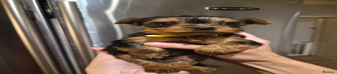 Yorkshire Terrier Puppy 5