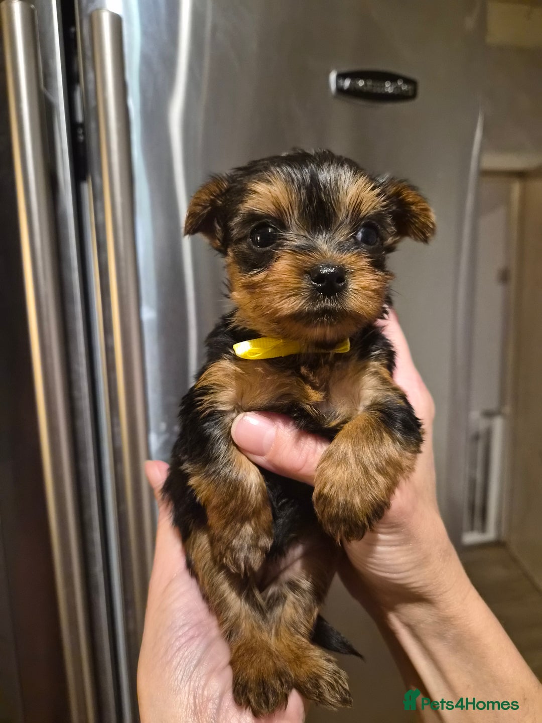 Yorkshire Terrier dogs for sale: 💝Beautiful Miniature Babies from 250g💝 - Image 15