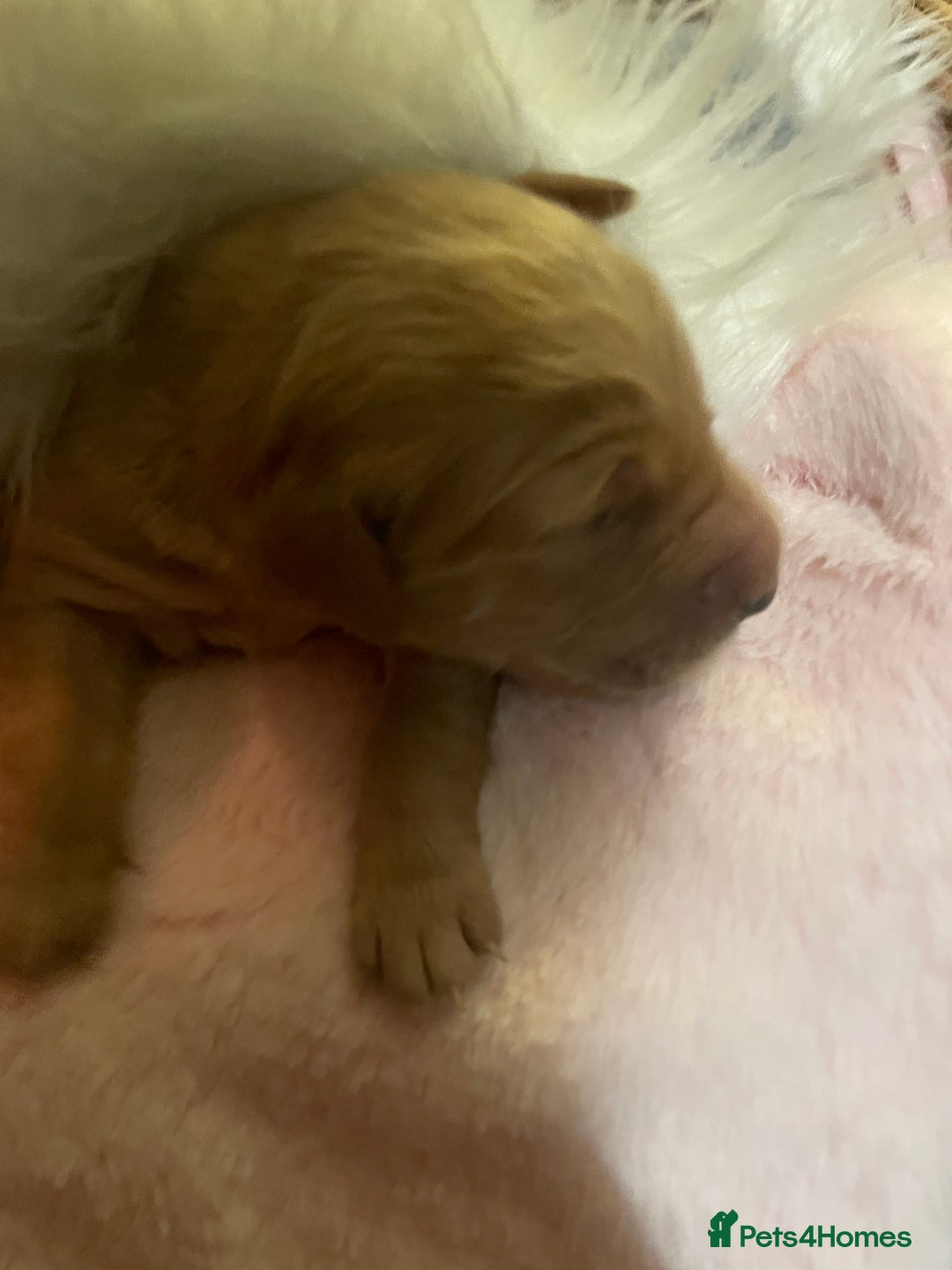 Mixed Breed dogs for sale: Golden retriever x Flatcoat retriever  - Advert 21