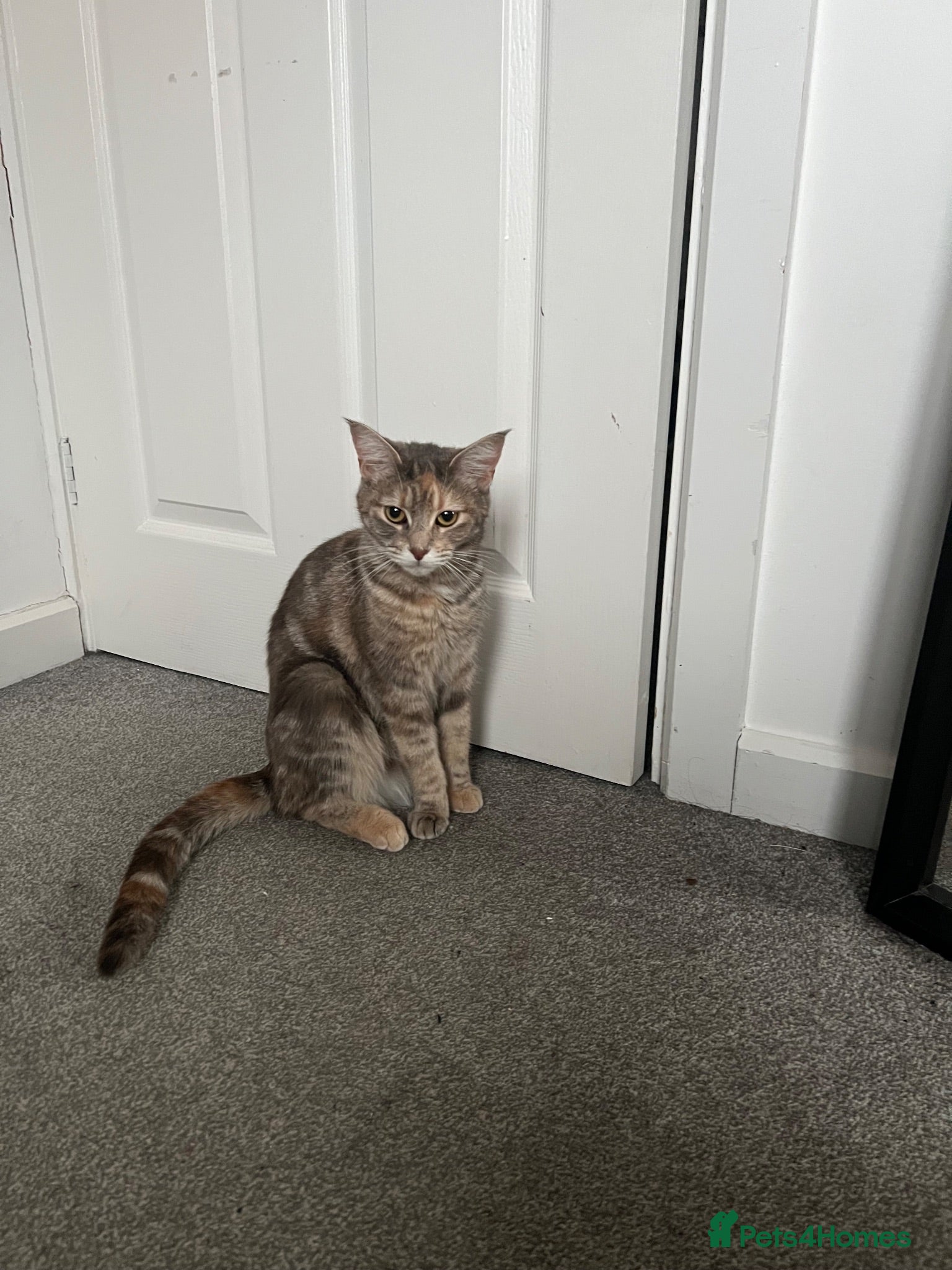 Mixed Breed cats Beautiful Friendly Kittens Ready for Loving Homes - Advert 1