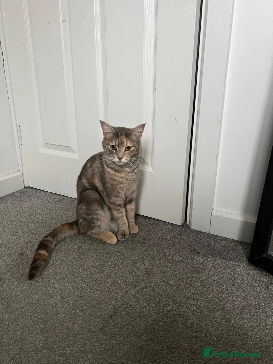 Mixed Breed cats for sale: Beautiful Friendly Kittens Ready for Loving Homes - Advert 1