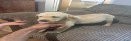 Goldador dogs for sale: Labrador x golden retriever ( goldador) - Advert 11