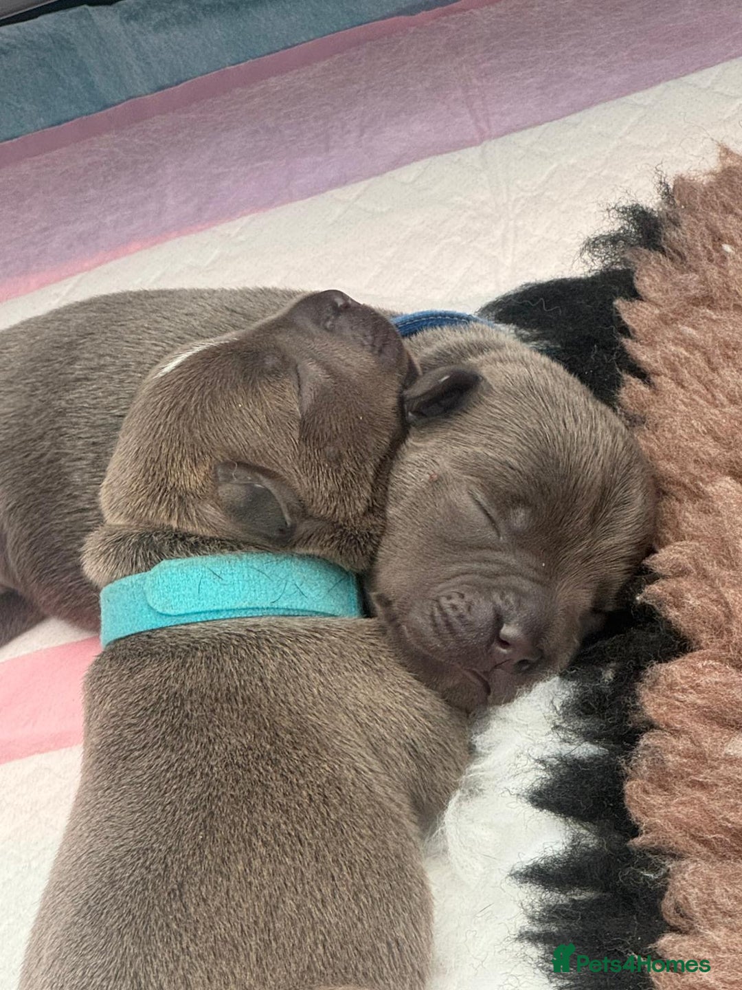 Staffordshire Bull Terrier dogs for sale: 🏆BLUE CHAMPION STAFFORDSHIRE BULL TERRIER PUPS  - Image 12