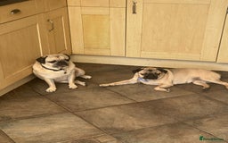 Pug dogs for sale: Beautiful female pug  - Image 3
