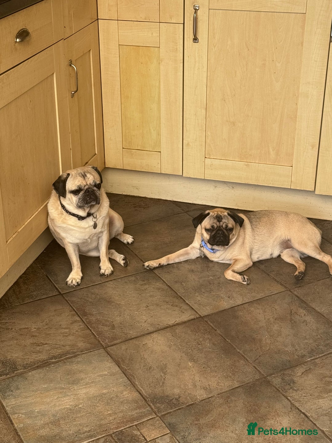 Pug dogs for sale: Beautiful female pug  - Image 3