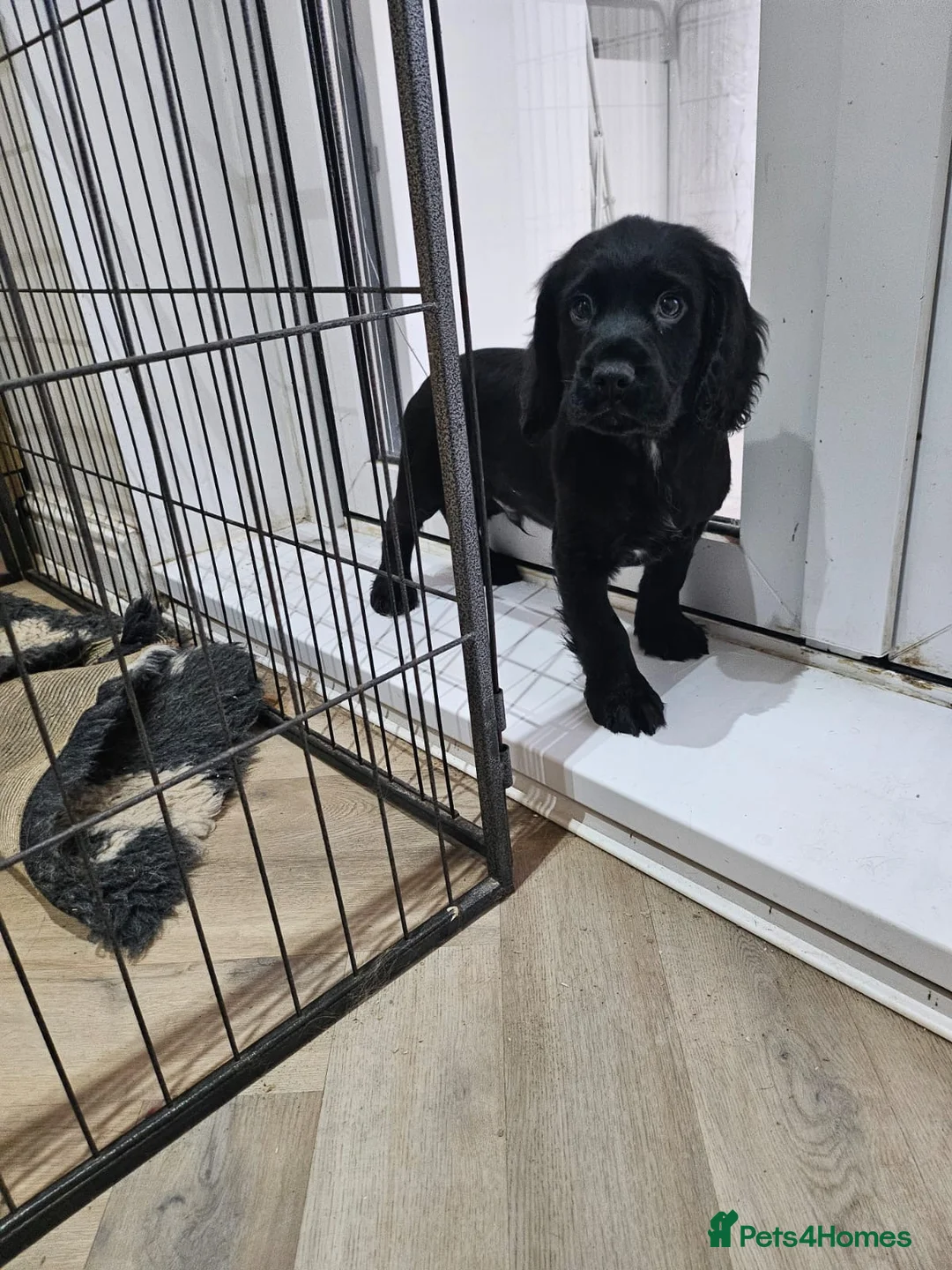 Cocker Spaniel dogs for sale: Cocker Spaniel Puppies working  - Advert 8
