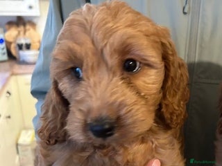 Cockapoo dogs 💖 Last Beautiful Red Cockapoo Puppy – Ready Now - Advert 13