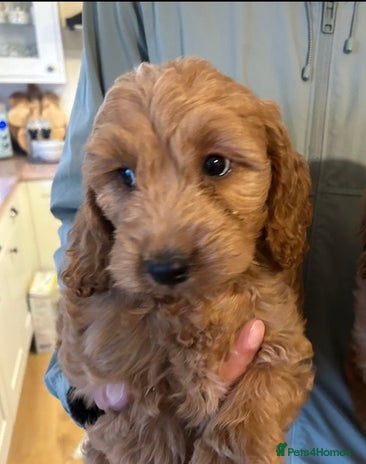 Cockapoo dogs 💖 Last Beautiful Red Cockapoo Puppy – Ready Now - Advert 12