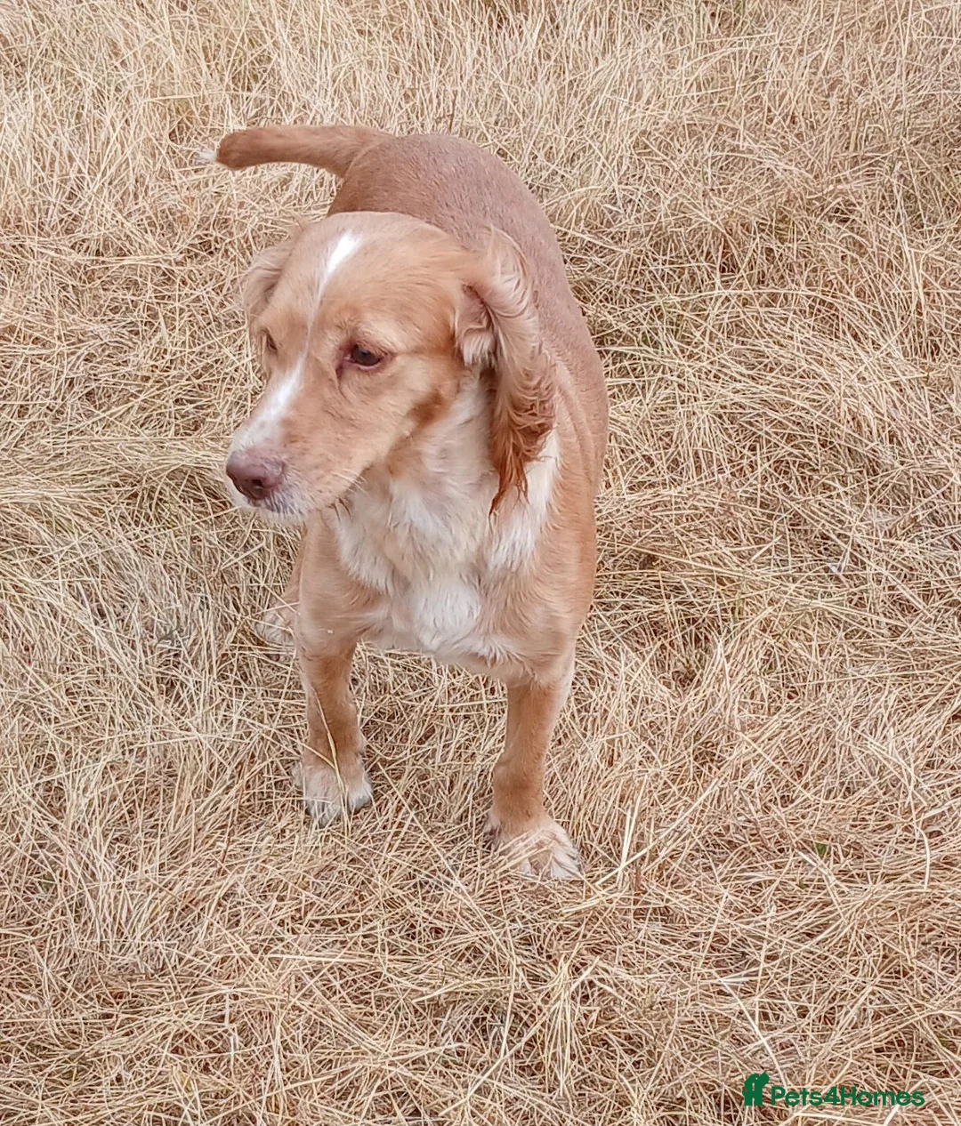 Cocker Spaniel dogs for sale: Cocker Spaniel  KC REG Girl - Advert 2