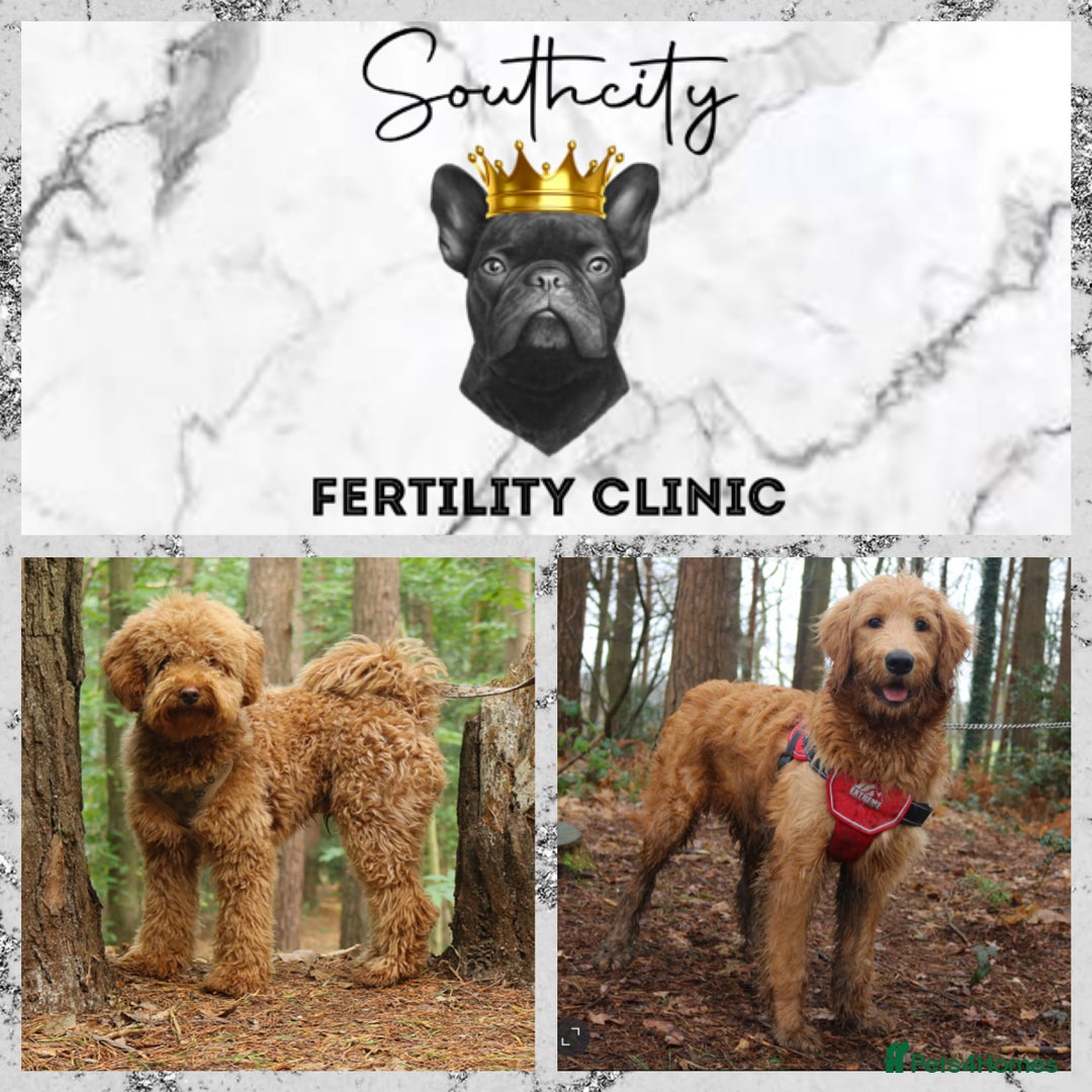 Miniature Poodle dogs for stud: RUPERT MINIATURE POODLE in Southampton - Advert 9