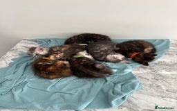 Mixed Breed cats for sale: Maine coon / Tabby kittens - Image 10
