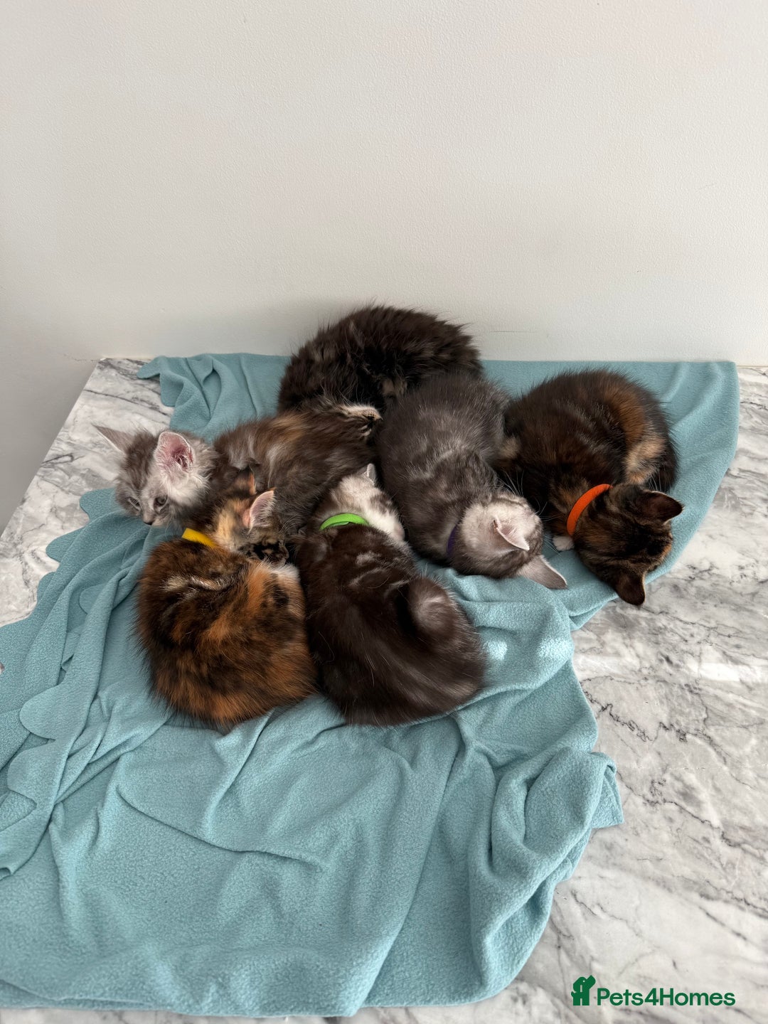 Mixed Breed cats for sale: Maine coon / Tabby kittens - Image 10