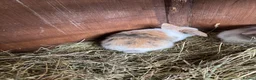 Mini Lop rabbits for sale: Mini lop bunnies - Advert 7