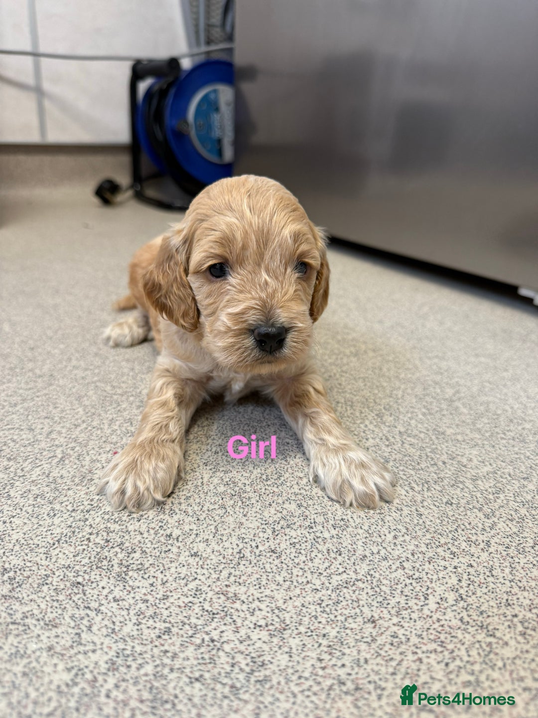 Cockapoo dogs for sale: 6 F1 cockapoo puppies 💕💙 - Image 3
