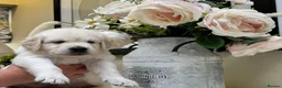 Golden Retriever dogs for sale: Beautiful English Cream Golden Retriever Puppies in Boston - Advert 5