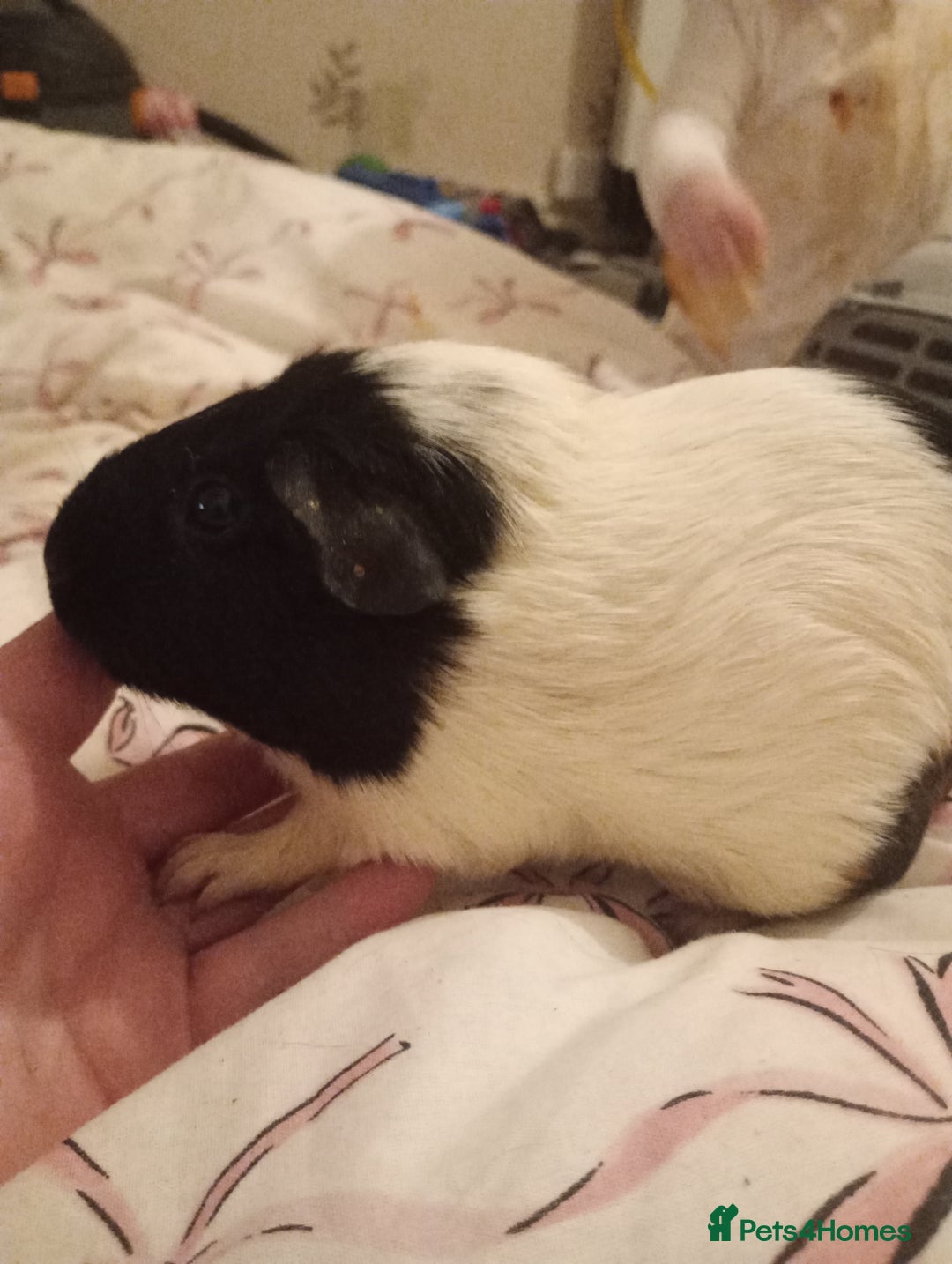 Guinea Pig rodents for sale: Female guinea pigs  - Advert 1