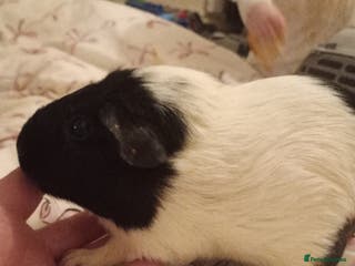 Guinea Pig rodents Female guinea pigs - Advert 1