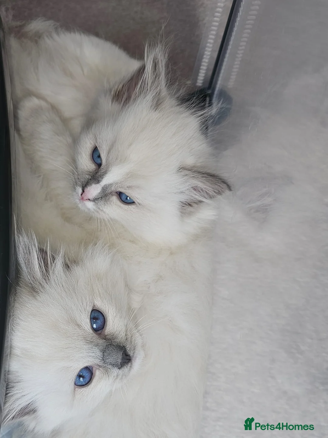 Ragdoll cats for sale:  🐾 2 Stunning BluePoint Mitted Ragdoll Kittens 🐾 in Worcester - Advert 1