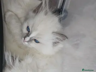 Ragdoll cats 🐾 2 Stunning BluePoint Mitted Ragdoll Kittens 🐾 - Advert 2