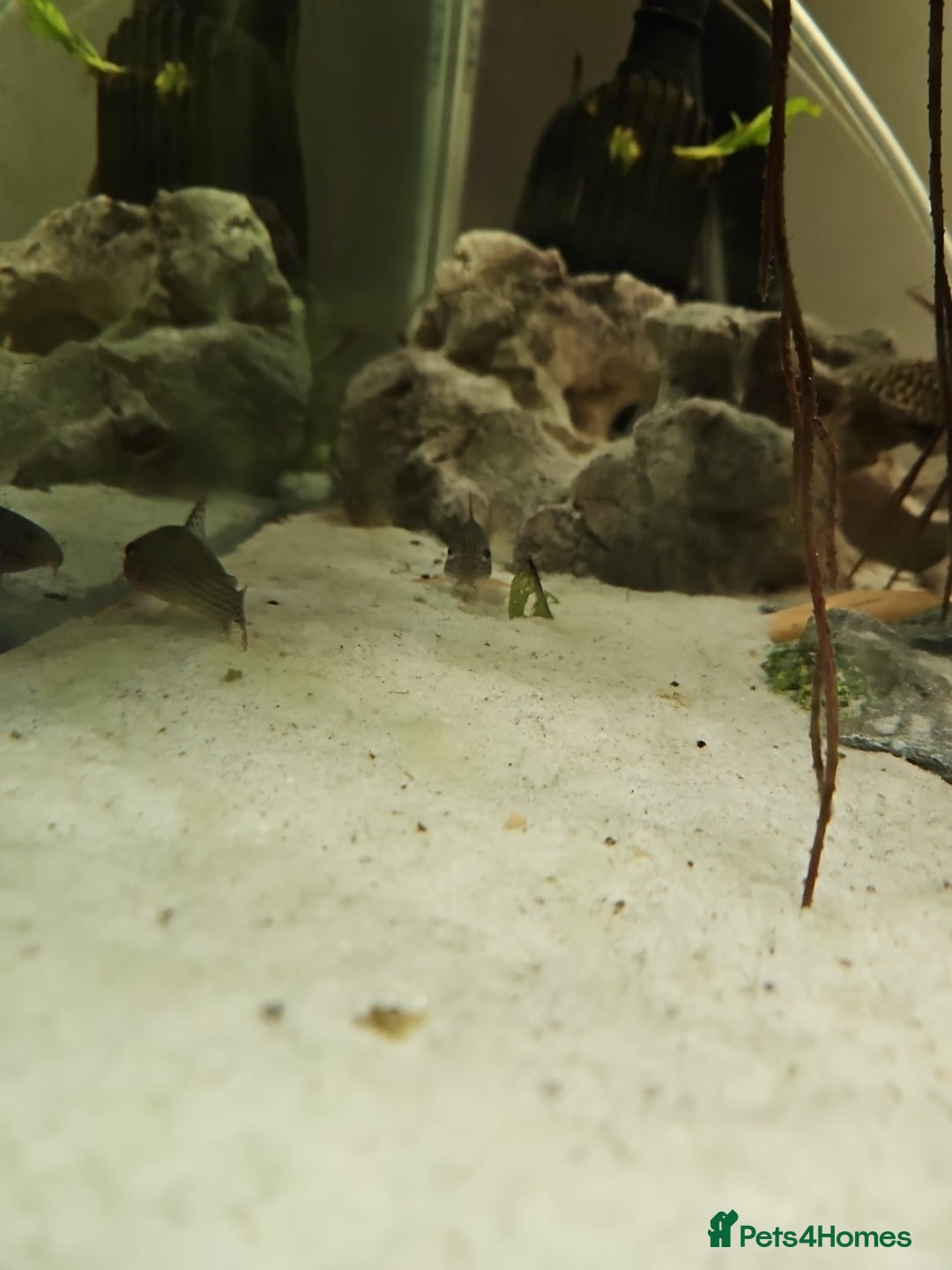 Fancy Goldfish fish for sale: Selection of temperate fish - Advert 3