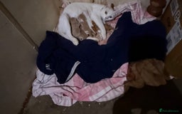 Mixed Breed cats for sale: Kittens for sale  - Image 8
