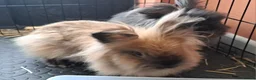 Lionhead rabbits for sale: 2 double maned bonded female lionheads - Advert 4