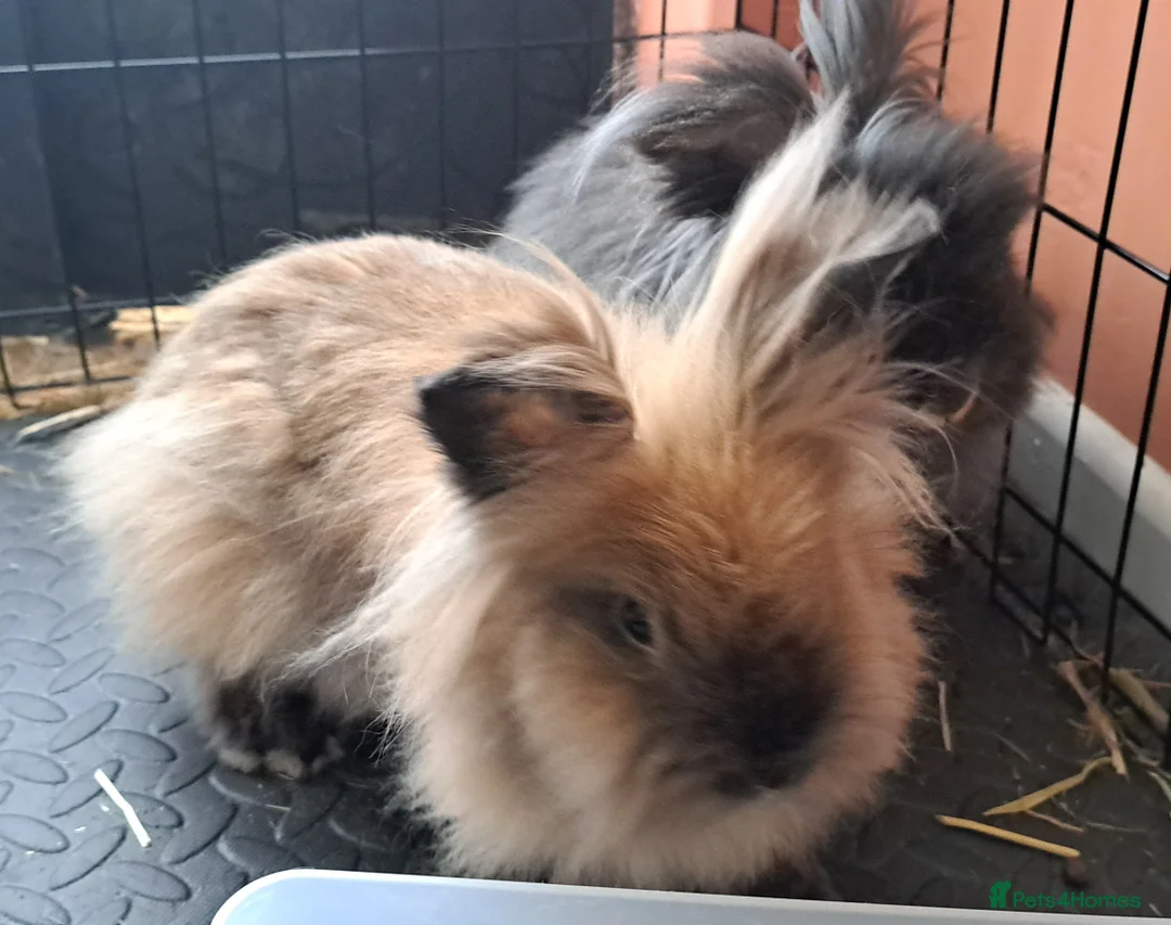 Lionhead rabbits for sale: 2 double maned bonded female lionheads - Advert 4