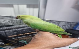 Ringnecks birds for sale: tame baby Indian ringneck read the description - Image 2