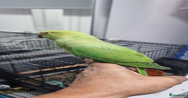 Ringnecks birds - Advert 3