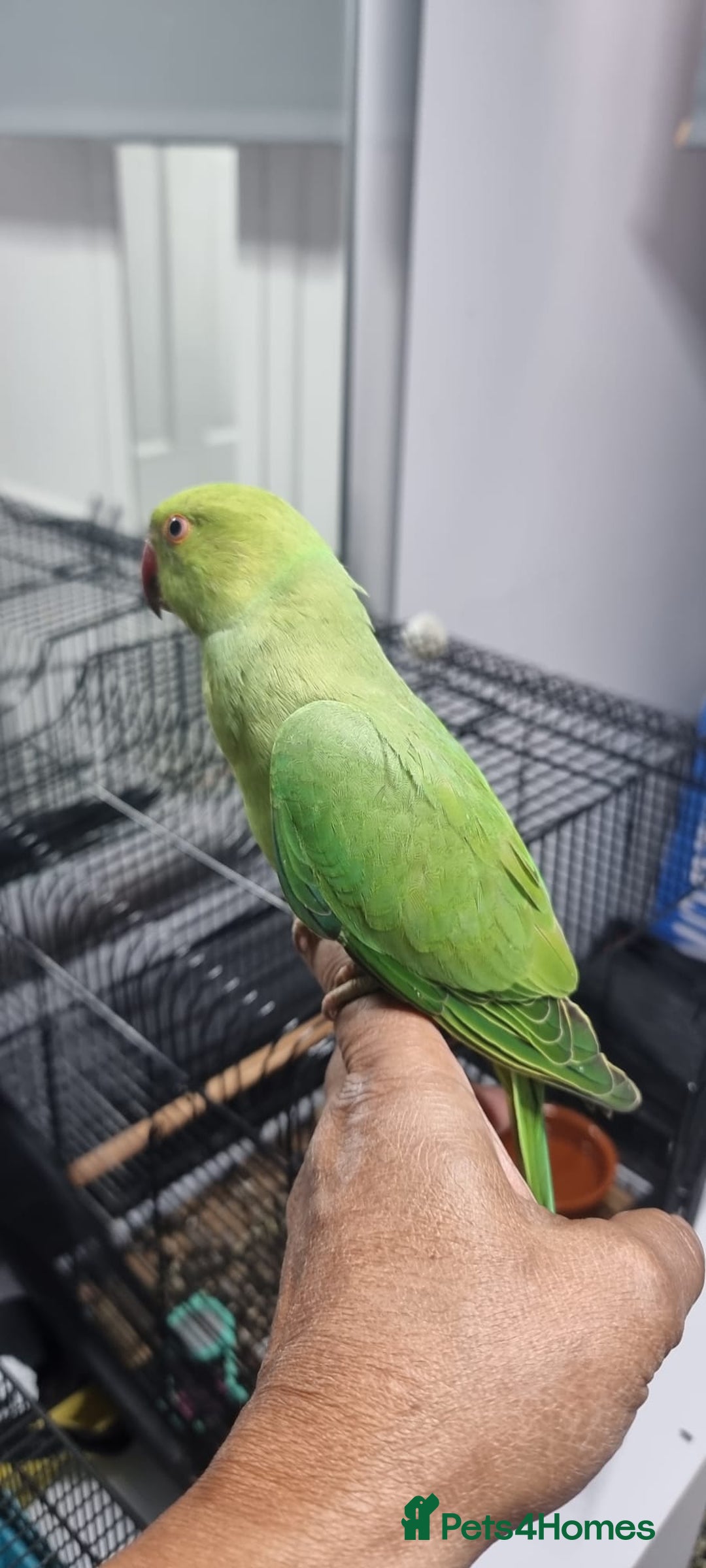 Ringnecks birds for sale: tame baby Indian ringneck read the description - Image 2