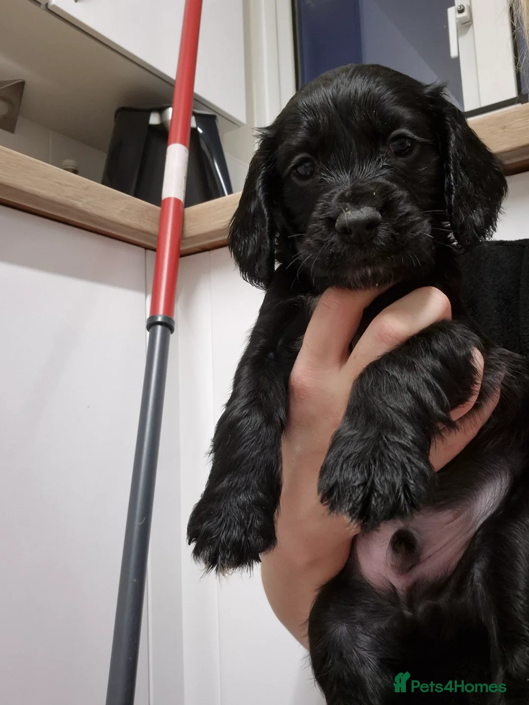 Cocker Spaniel dogs for sale: Working cocker spaniel pups - Advert 7