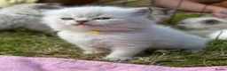 Ragdoll cats for sale: Blue Lynx Ragdoll kittens - Advert 7