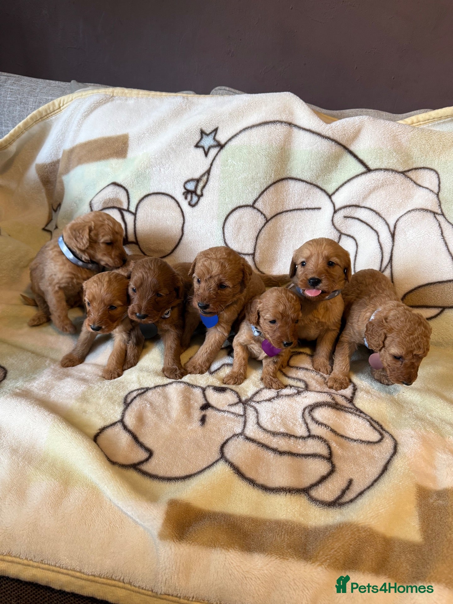 Labradoodle dogs Labradoodle Fox Red ♥️ - Advert 2