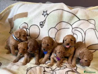 Labradoodle dogs Labradoodle Fox Red ♥️ - Advert 2