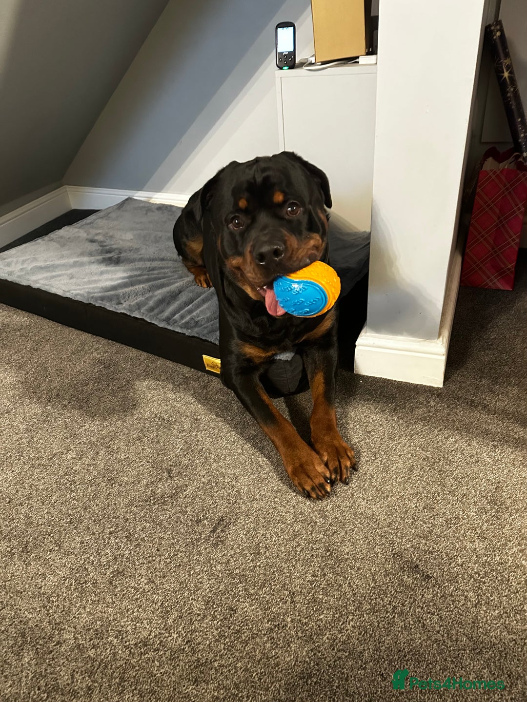 Rottweiler dogs for sale: Rottweiler needs a loving forever home  - Advert 16