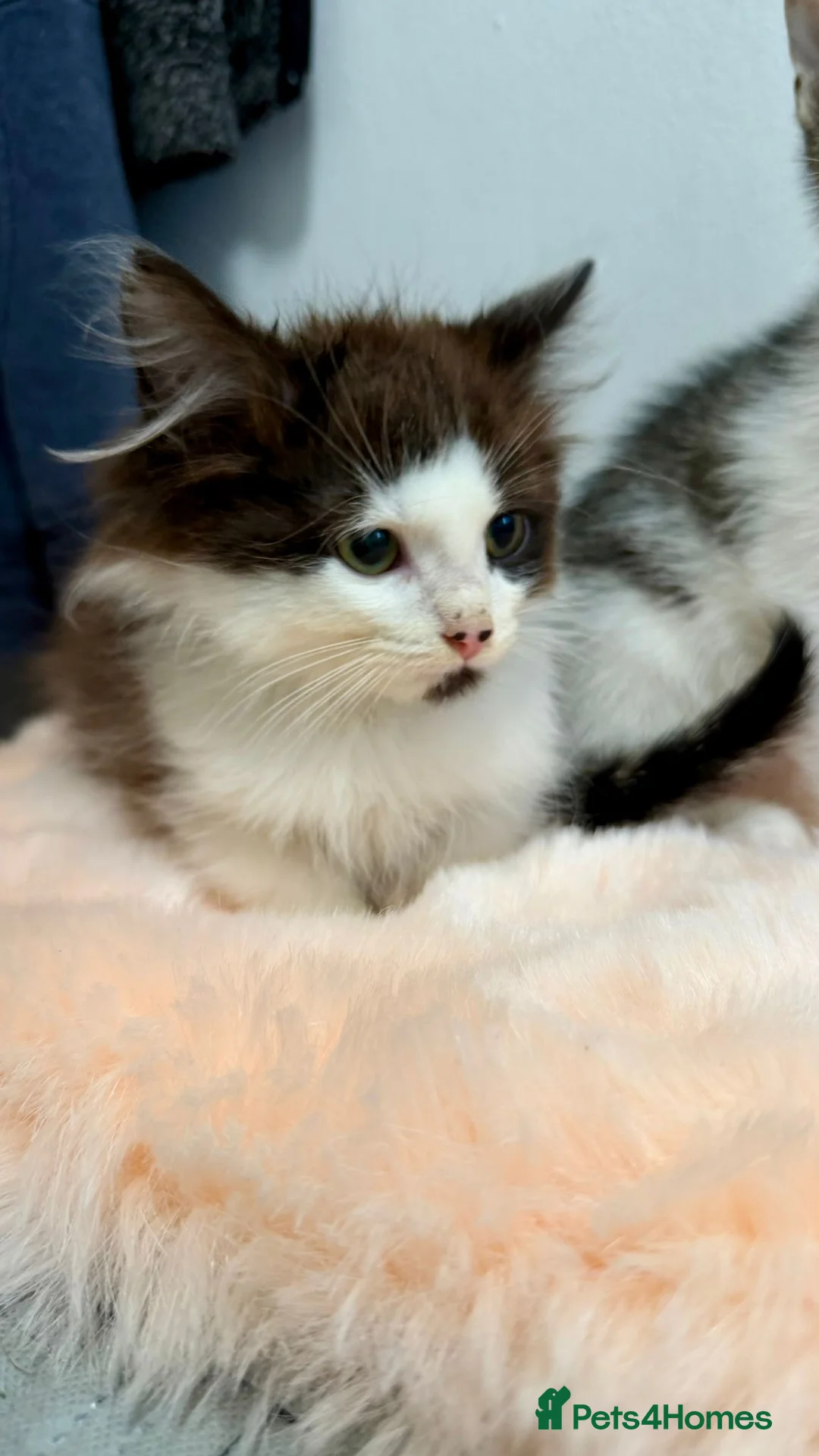 Scottish Fold cats for sale: Scottish fold x - Advert 1