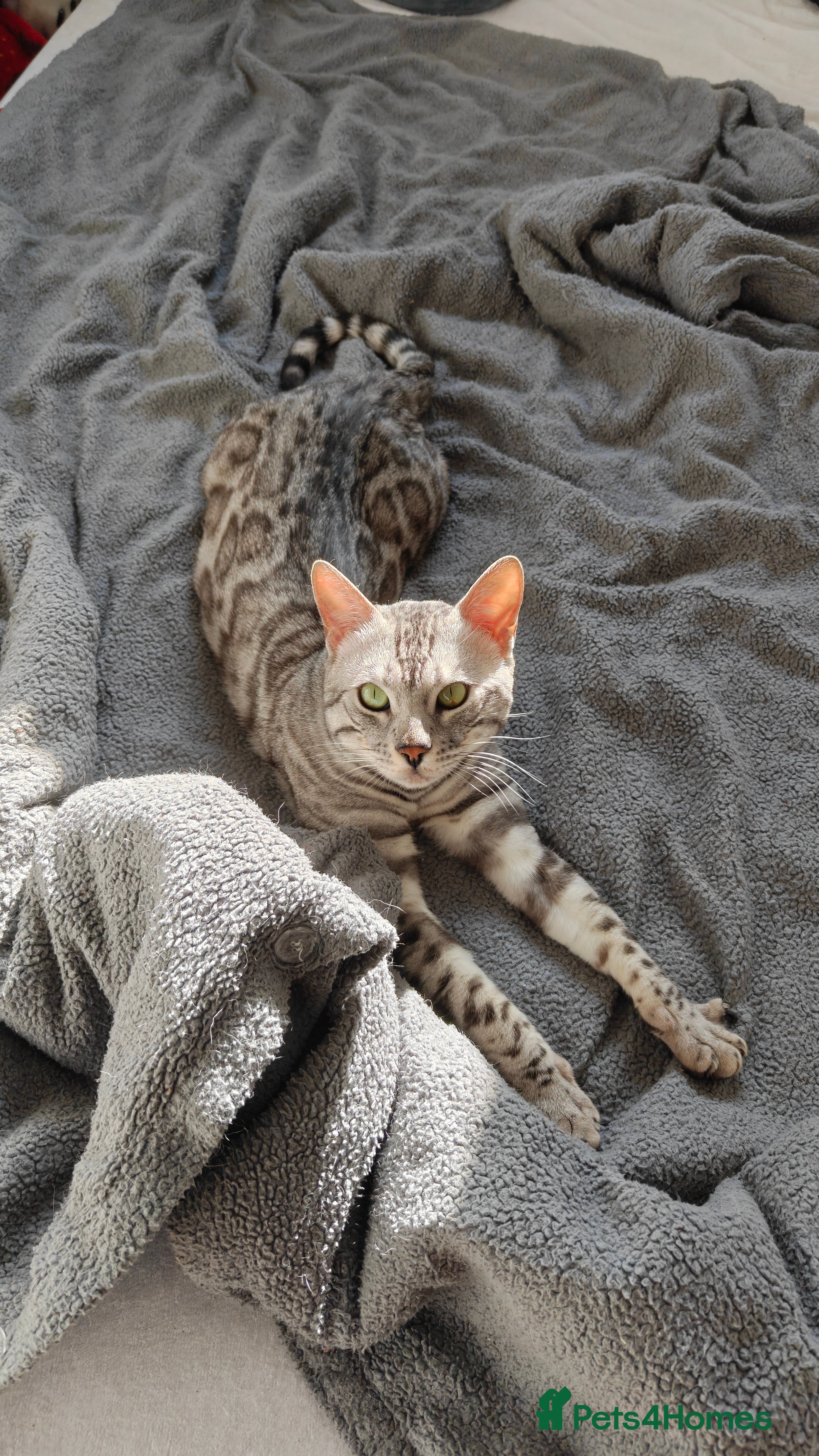 Bengal cats Pedigree Tica Active Silver Bengal - Advert 1